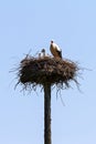 Stork on a pole nest Royalty Free Stock Photo