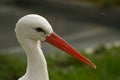 Stork portrait Royalty Free Stock Photo