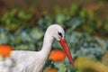 Stork portrait of flowers Royalty Free Stock Photo