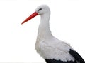 Stork portrait isolated Royalty Free Stock Photo