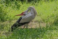 Stork posing with a back curved neck Royalty Free Stock Photo