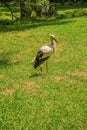 Stork posing in a field Royalty Free Stock Photo