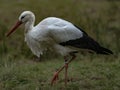 A stork Royalty Free Stock Photo