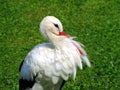 Stork Royalty Free Stock Photo