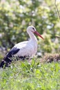 Stork profile Royalty Free Stock Photo