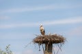 Stork providing security for her youngsters Royalty Free Stock Photo