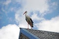 Stork on the roof Royalty Free Stock Photo