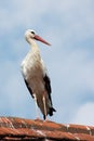 Stork on a roof Royalty Free Stock Photo