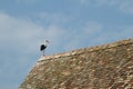 Stork on a roof on Half timbered house in a village in Alsace Royalty Free Stock Photo