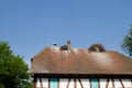 Stork on a roof at the ecomusee in Alsace Royalty Free Stock Photo