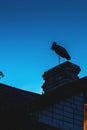 Stork on the roof at night Royalty Free Stock Photo