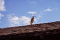 A stork on a roof preparing its nest with branches in the beak at the eco-museum of Alsace in Ungersheim