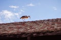 A stork on a roof preparing its nest with branches in the beak at the eco-museum of Alsace in Ungersheim Royalty Free Stock Photo