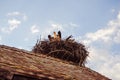 A stork on a roof preparing its nest at the eco-museum of Alsace in Ungersheim Royalty Free Stock Photo