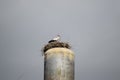 Stork on a roof of the water tower