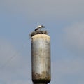 Stork on a roof of the water tower