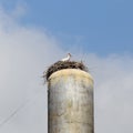 Stork on a roof of the water tower