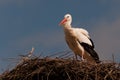 A Stork on its nest