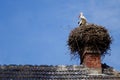 Stork Royalty Free Stock Photo
