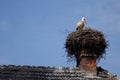 Stork Royalty Free Stock Photo
