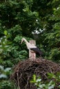 Storks are back in their nest in the spring