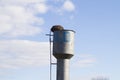 Stork's nest on top of the water tower