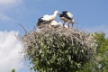 Stork's Nest with young Storks