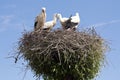 Stork's Nest with young Storks