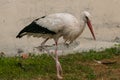 Stork