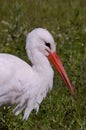 Stork searching for food