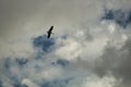 Stork Silhouette Flying At High Altitude In A Blue Sky With Clouds. Scientific Name Ciconia Ciconia
