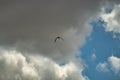 Stork Silhouette Flying At High Altitude In A Blue Sky With Clouds. Scientific Name Ciconia Ciconia