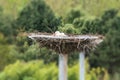 Stork sits on his nest Royalty Free Stock Photo