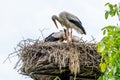 A stork sits on the nest head above the ground Royalty Free Stock Photo