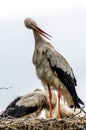 A stork sits on the nest head above the ground Royalty Free Stock Photo