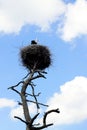 Stork sitting in the nest at the blue sky with white clouds background