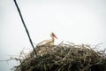 Stork Sitting on a Nest with Clouds on the Sky in the Background. Royalty Free Stock Photo