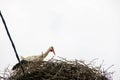 Stork Sitting on a Nest with Clouds on the Sky in the Background. Royalty Free Stock Photo