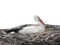 Stork sitting on the nest isolated