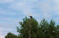 Stork sitting on an old wooden post