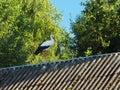 a stork sitting on the roof of the house looking for food during the summer with green background