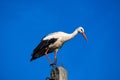 Stork sitting on top of a pillar