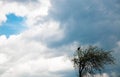 Stork sitting at the top of a tree on the background of a cloudy sky Royalty Free Stock Photo