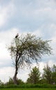 Stork sitting at the top of a tree on the background of a cloudy sky Royalty Free Stock Photo