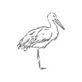 Stork sketch vector illustration. Hand sketching a stork for a design. stork, vector sketch illustration Royalty Free Stock Photo