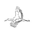 Stork sketch vector illustration. Hand sketching a stork for a design. stork, vector sketch illustration Royalty Free Stock Photo