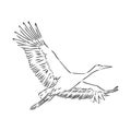 Stork sketch vector illustration. Hand sketching a stork for a design. stork, vector sketch illustration Royalty Free Stock Photo