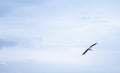 Stork in the sky. Beautiful flying stork under the blue sky Royalty Free Stock Photo