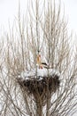 Stork and snow