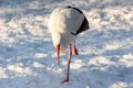 Stork in snow